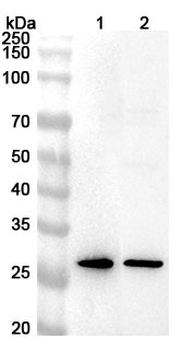 Human SPR Polyclonal Antibody