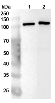 RBM25 Polyclonal Antibody