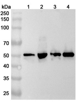 GRSF1 Polyclonal Antibody