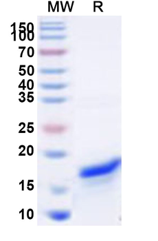 Recombinant Human SLC30A9 Protein, N-His