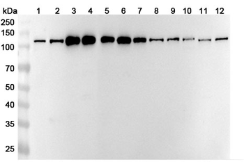 SF3A1 Polyclonal Antibody