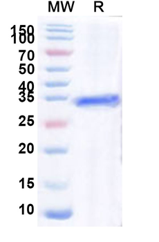 Recombinant Human HLX Protein, N-GST & C-His