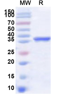 Recombinant Human DAP3 Protein, N-His