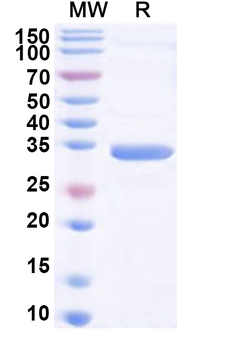 Human SLC35A1 Recombinant Protein (N-GST & C-His)