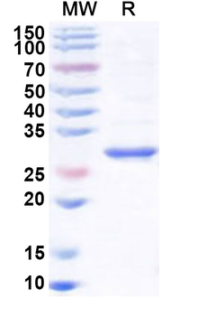 Recombinant Human PNMT Protein, N-His