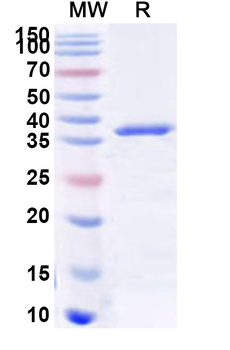 Recombinant Human GPR137B Protein, N-GST & C-His