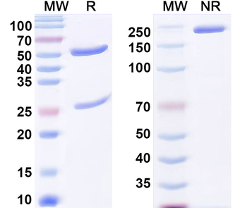 Human IgG3 Isotype Control Antibody