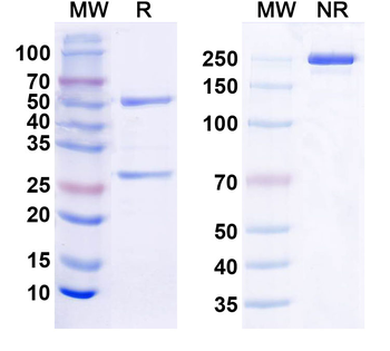 TREM-2 Antibody