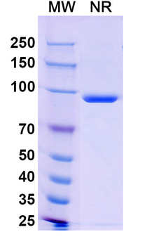 Human TMPRSS2 Antibody