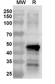 Recombinant VEEV Spike glycoprotein E1, N-His