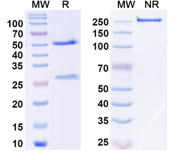Research Grade Efungumab Antibody