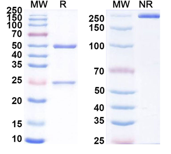 Human CD142/F3/TF Antibody