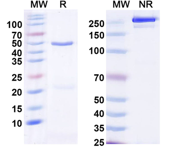 Human CD138/SDC1 Antibody