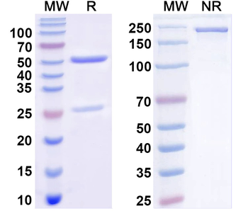 Human CD138/SDC1 Antibody