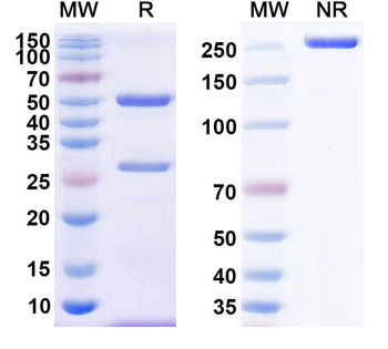 Human CD10/MME Antibody