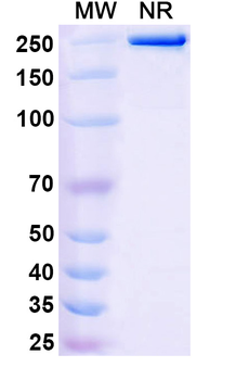 Human CDH3/P-cadherin Antibody