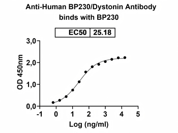 Human BP230/Dystonin Antibody