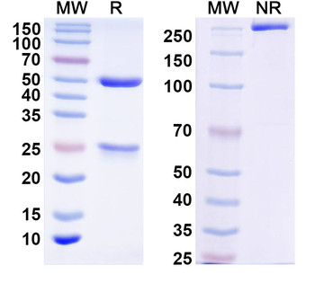 Human BP230/Dystonin Antibody