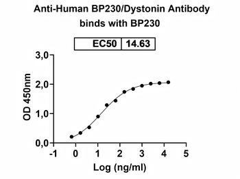 Human BP230/Dystonin Antibody