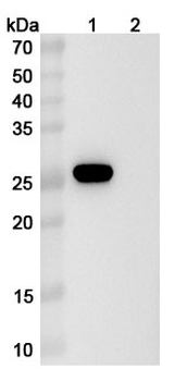 Human ITM2A Antibody