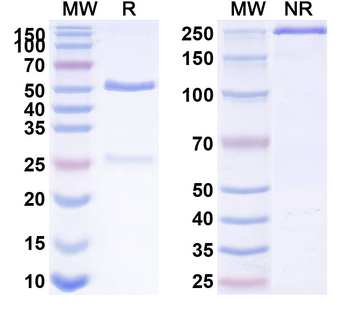 Human CD142/F3/TF Antibody