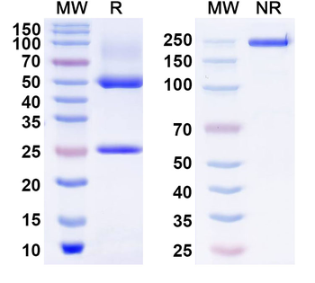 Human CD3E antibody