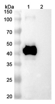Human CD3E antibody