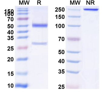 Rat IgG1(P329G) kappa Isotype Control antibody