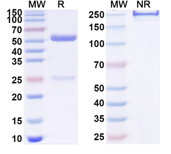Mouse CD11c/ITGAX Antibody
