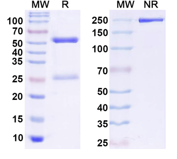 HPV11 L1/Major capsid protein L1 Antibody