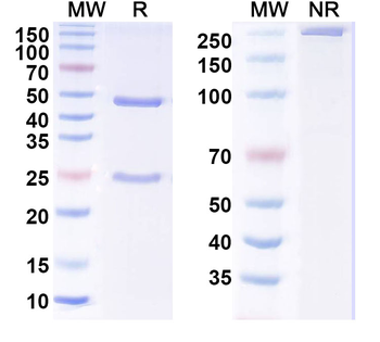 NGF Antibody