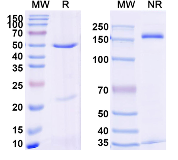 Human STEAP4 Antibody