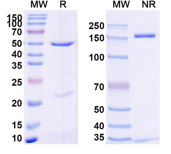 Human STEAP4 Antibody