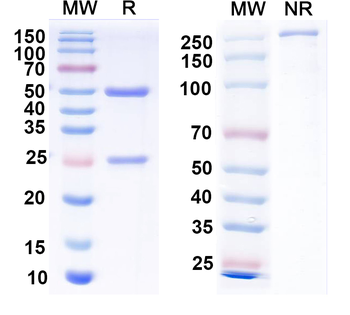 2,4-Dichlorophenoxyacetic acid/2,4-D Antibody