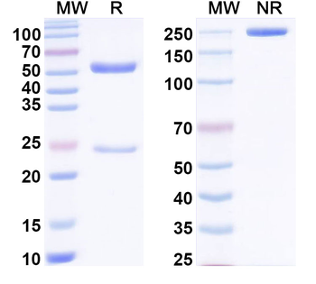 Benzo[a]pyrene Antibody