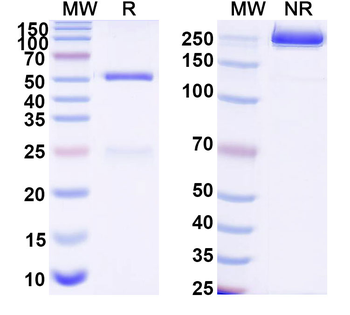 Tetracycline Antibody