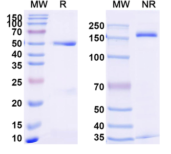 PBP2a Antibody