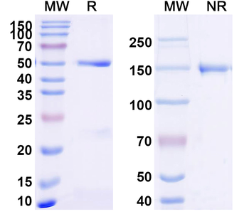 PBP2a Antibody