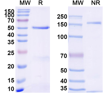 PBP2a Antibody
