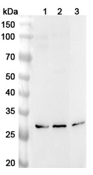 Mouse CD69 Polyclonal Antibody