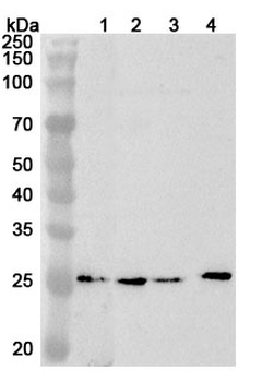 Human PSMA6 Polyclonal Antibody