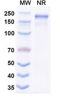 7-methylguanosine (m7G) Antibody