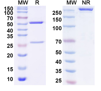 Abatacept Antibody