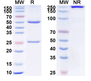 Etanercept Non-Neutralizing Antibody