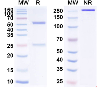HPV35 E7/Protein E7 Antibody