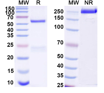 HPV35 E7/Protein E7 Antibody
