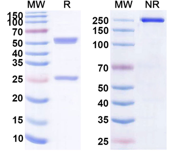 HPV39 E7/Protein E7 Antibody