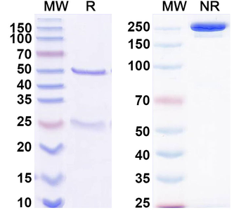 HPV51 E7/Protein E7 Antibody