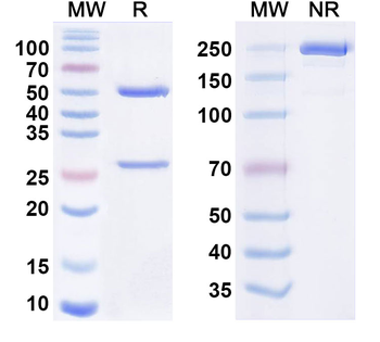 HPV59 E7/Protein E7 Antibody