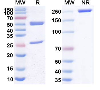 Francisella tularensis O-polysaccharide/Ft O-antigen Antibody